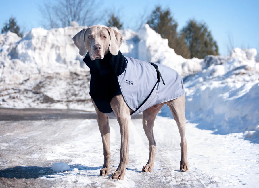 Hund mit Wintermantel