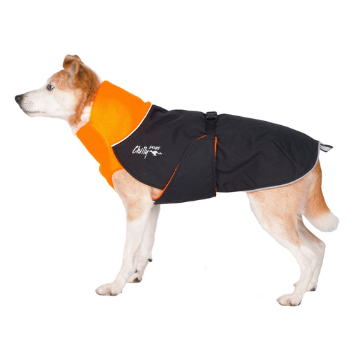 Braun-weißer Hund, mit schwarzem Chilly Dogs Wintermantel, mit orangem Kragen