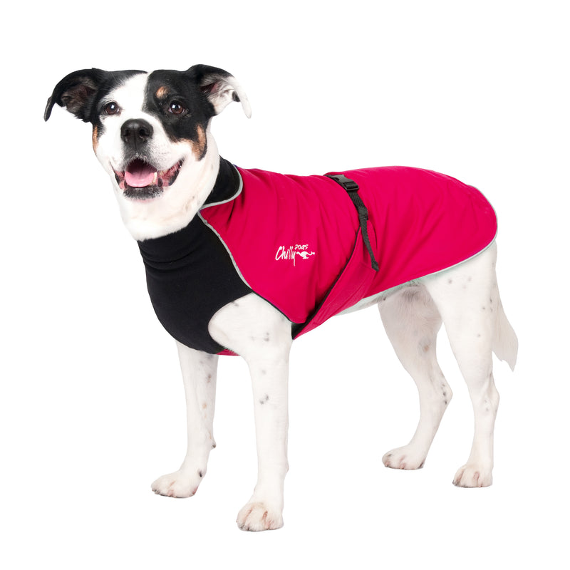 Kleiner Jack Russel, mit rotem Chilly Dogs Mantel