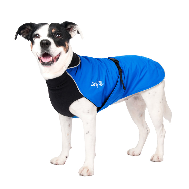 Jack Russel, mit blauem Chilly Dogs Mantel