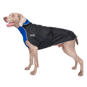 Grauer Weimaraner, mit Schwarzem Chilly Dog Mantel mit blauem Kragen und Steg