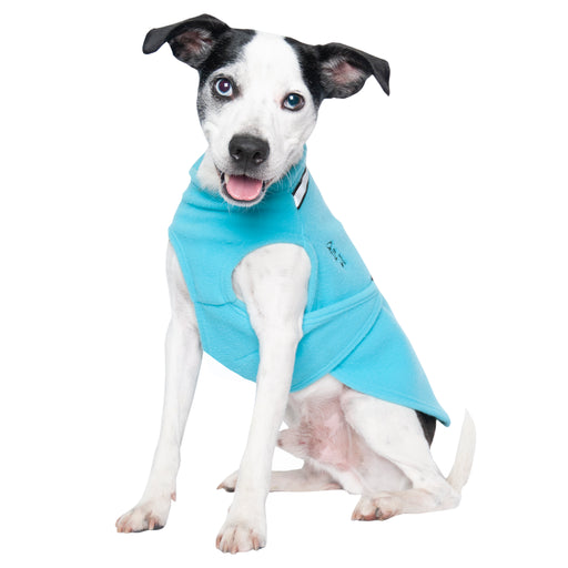 Jack Russel, mit türkisem Hundepullover von Chilly Dogs
