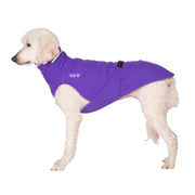weißer Pudel, mit lila Hundepullover von Chilly Dogs