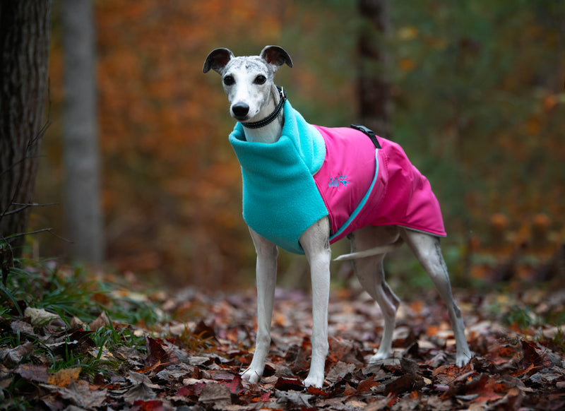 Whippet mit Special Edition Wintermantel, Great White North in pink und blau von Chilly Dogs