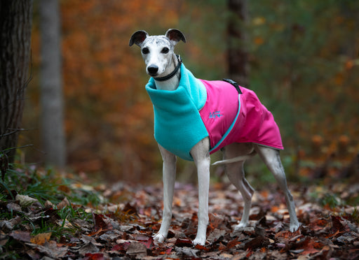 Whippet mit Special Edition Wintermantel, Great White North in pink und blau von Chilly Dogs