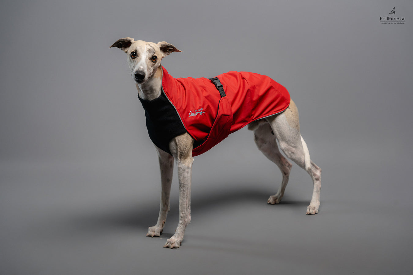 Whippet mit Hundemantel Alpine Blazer von Chilly Dogs, in der lang & schmal Größe