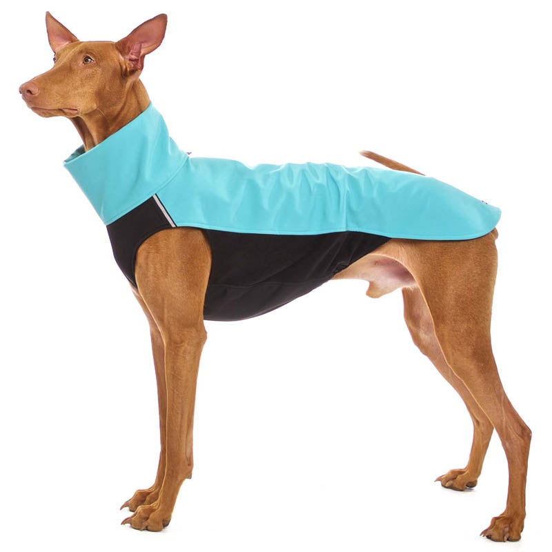 Windhund, mit türkis-schwarzer Softshell Jacke, von Sofa Dog Wear