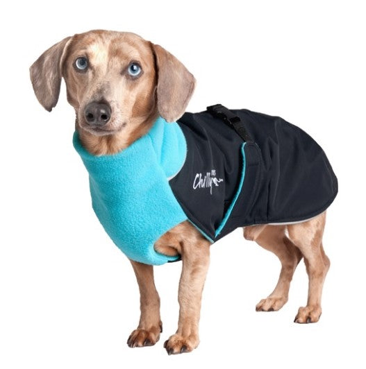 Dackel, mit schwarz-blauem Chilly Dogs, Wintermantel