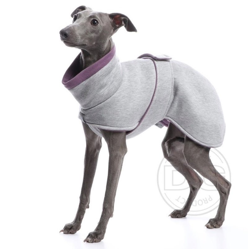 Whippet Welpe, mit grauer Baumwolljacke, von DG Dog Gear