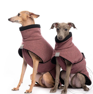 zwei italienische Windspiele, mit roten Baumwolljacken, von DG Dog Gear