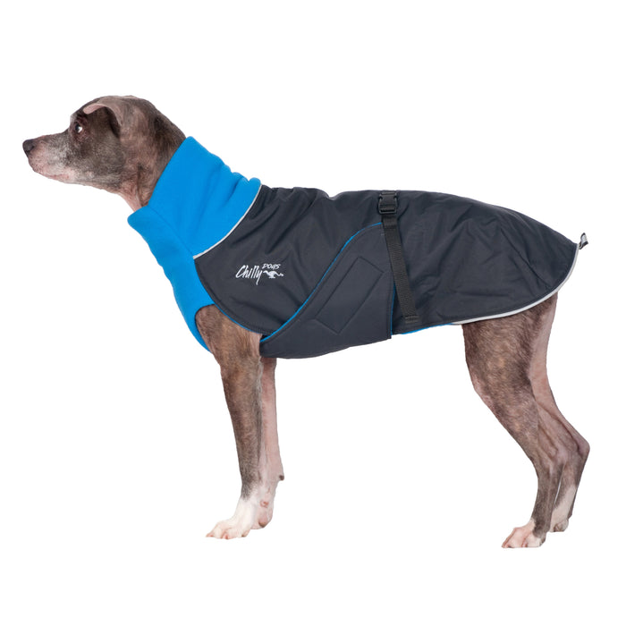 Brauner Hund, mit dunkelblauem Chilly Dogs Wintermantel, mit hellblauem Kragen