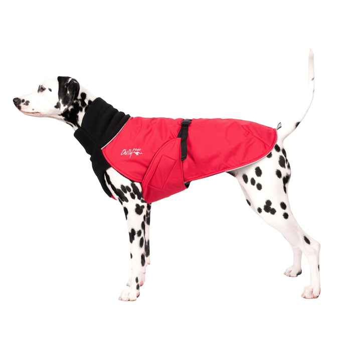 Dalmatiner, mit rotem Chilly Dogs Wintermantel, mit schwarzem Kragen