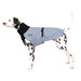 Dalmatiner, mit grauem Chilly Dogs Mantel, mit schwarzem Kragen