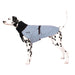Dalmatiner, mit grauem Wintermantel, von Chilly Dogs