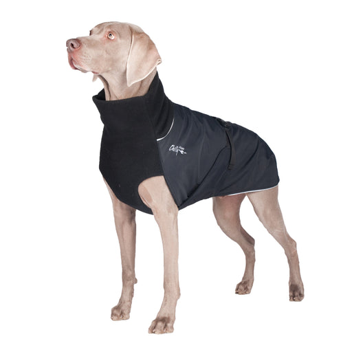 Weimaraner, mit schwarzem Chilly Dogs Mantel, mit schwarzem Kragen