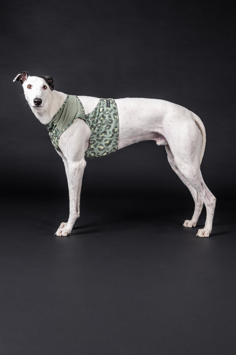 Greyhound mit Kühlweste von Paikka_GreenLeo_Tarnung