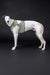 Greyhound mit Kühlweste von Paikka_GreenLeo_Tarnung