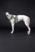 Greyhound mit Kühlweste von Paikka_GreenLeo_Tarnung