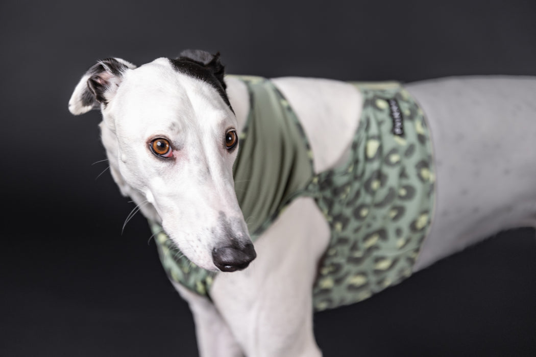 Greyhound mit Kühlweste von Paikka_GreenLeo_Tarnung