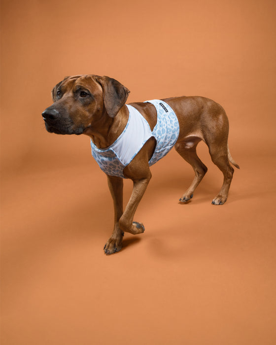 Rhodesian Ridgeback mit Kühlweste von Paikka_SnowLeo_Tarnung