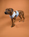 Rhodesian Ridgeback mit Kühlweste von Paikka_SnowLeo_Tarnung
