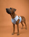 Rhodesian Ridgeback mit Kühlweste von Paikka_SnowLeo_Tarnung