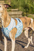 Whippet  mit Kühlweste von Paikka_SnowLeo_Tarnung