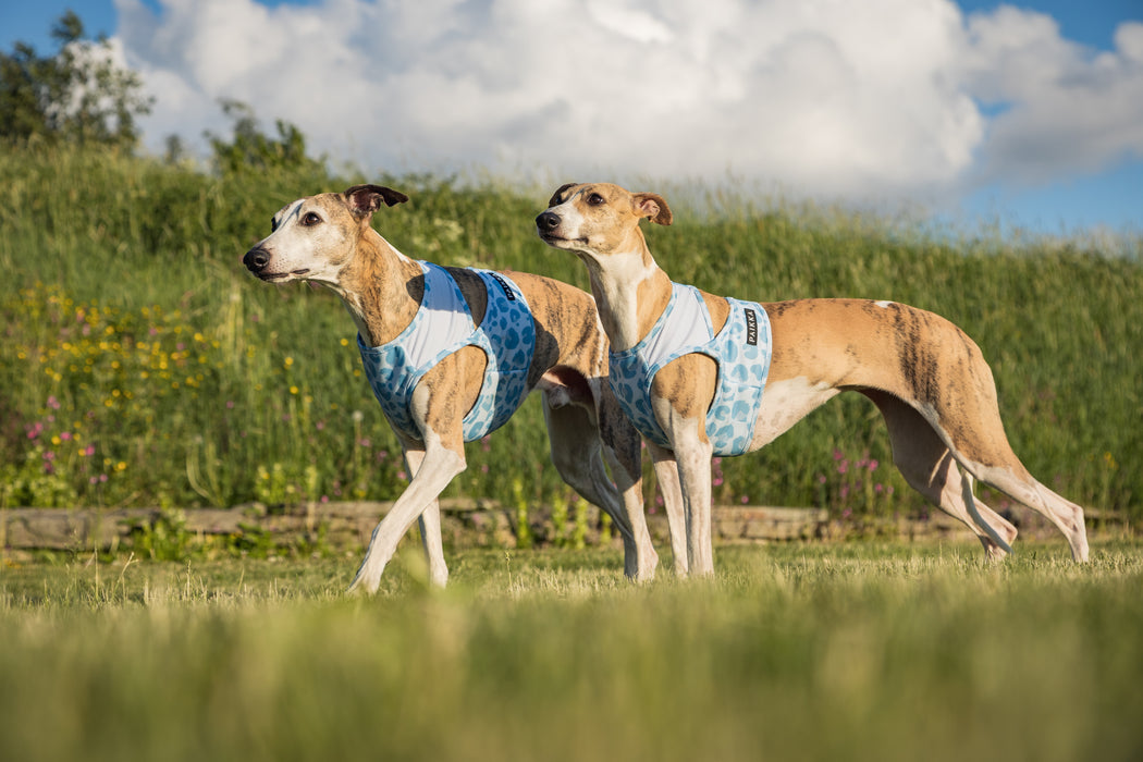 zwei Whippets mit Kühlweste von Paikka_SnowLeo_Tarnung