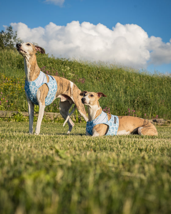 zwei Whippets mit Kühlweste von Paikka_SnowLeo_Tarnung