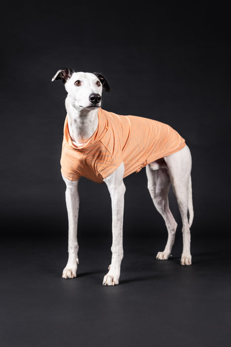 PAIKKA UV & Bug Shirt_Zebra_TShirt Greyhound