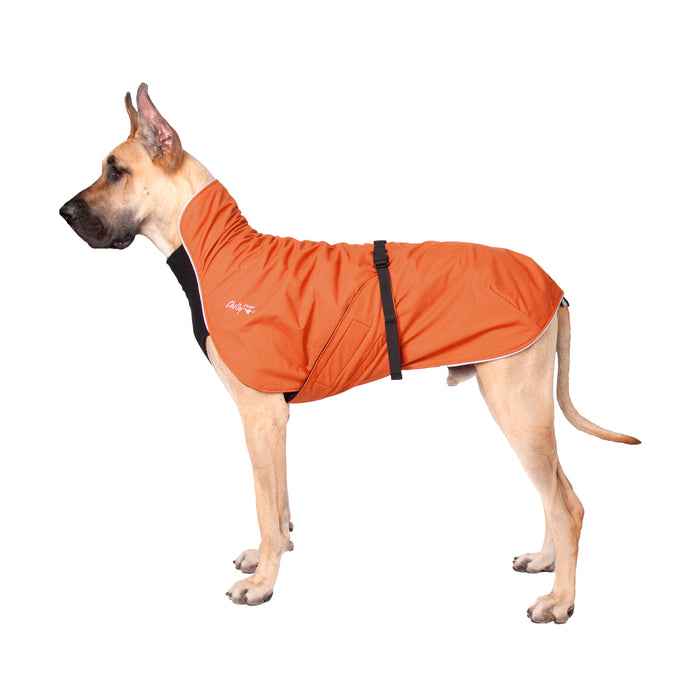 Hellbraune Deutsche Dogge, mit orangem Chilly Dogs Mantel