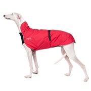 Weißer Galgo, mit rotem Chilly Dogs Mantel 