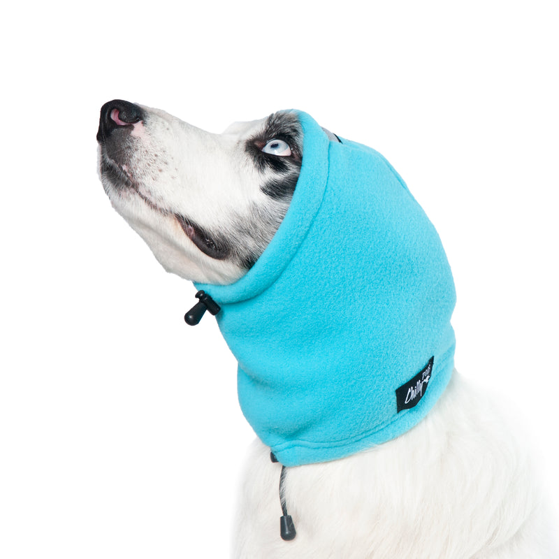 Jack Russel, mit blauem Kopf- und Ohrenschutz, von Chilly Dogs