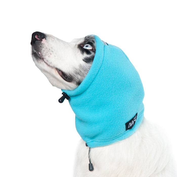 Jack Russel, mit blauem Kopf- und Ohrenschutz, von Chilly Dogs