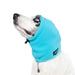 Jack Russel, mit blauem Kopf- und Ohrenschutz, von Chilly Dogs