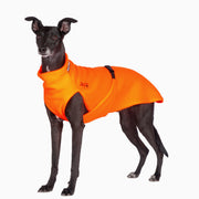Whippet, mit orangem Hundepullover von Chilly Dogs