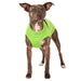 brauner Hund mit grünem Schlafanzug