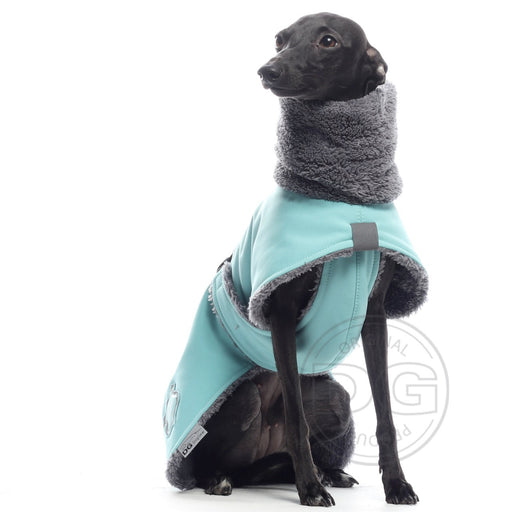 italienischer Windspiel, mit türkiser Fluffy Winterjacke, von DG Dog Gear