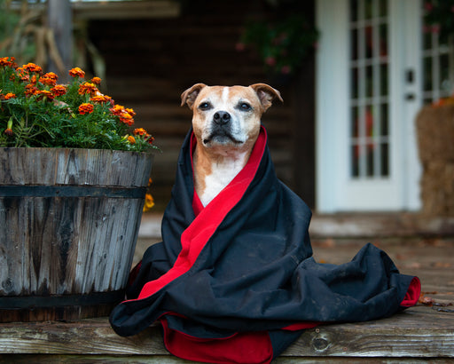 Alpine Decke von Chilly Dogs um Hund gewickelt