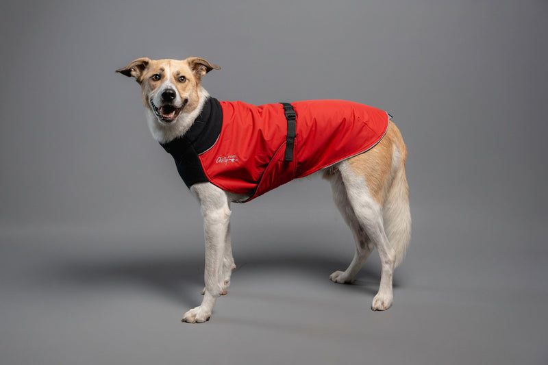 Alpine Blazer - für Wind und Regen Standard