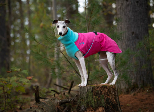 Whippet mit Special Edition Wintermantel, Great White North in pink und blau von Chilly Dogs