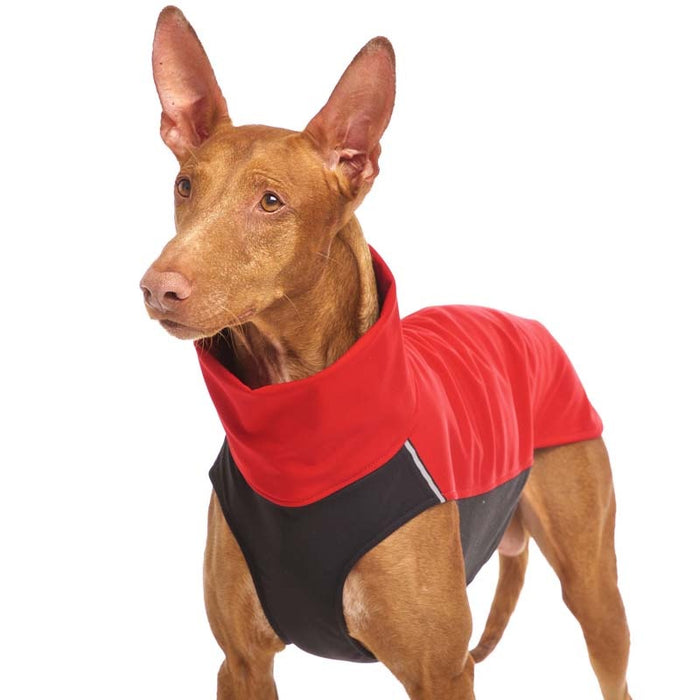 Windhund, mit rot-schwarzer Softshell Jacke, von Sofa Dog Wear