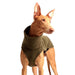 Podenco mit Khakifarbenem Hundepullover von Sofa Dog Wear