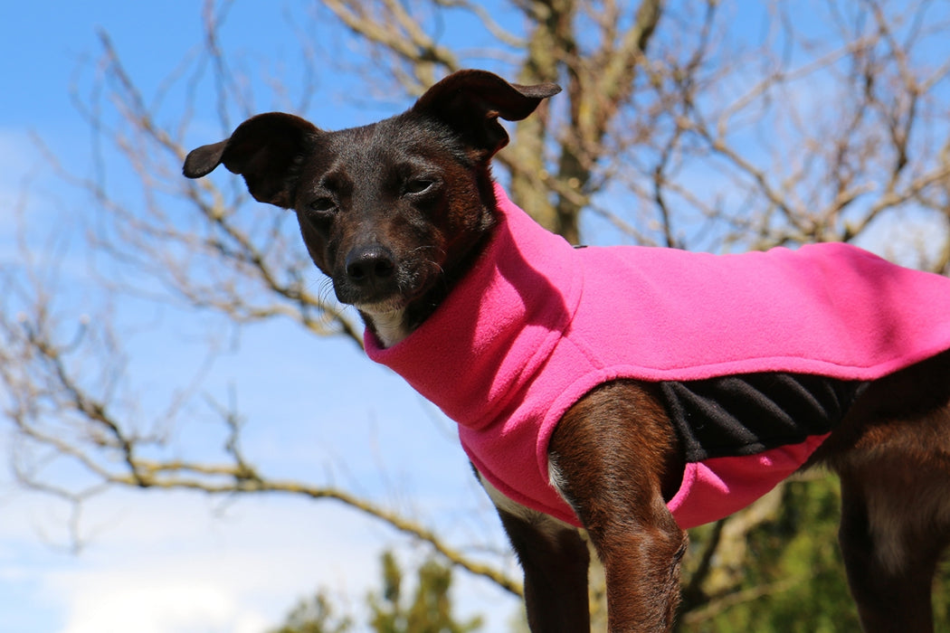 Mischlingshund mit rosa Hundepullover von Sofa Dog Wear