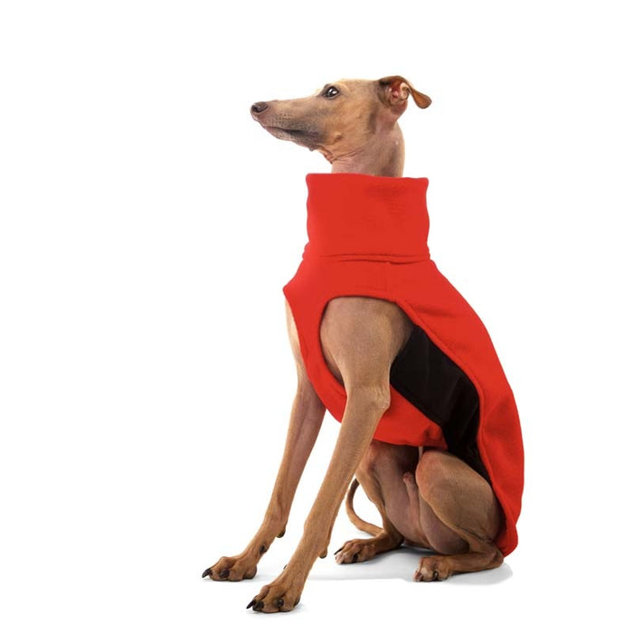 Whippet, mit orangem Hundepulli, von Sofa Dog Wear