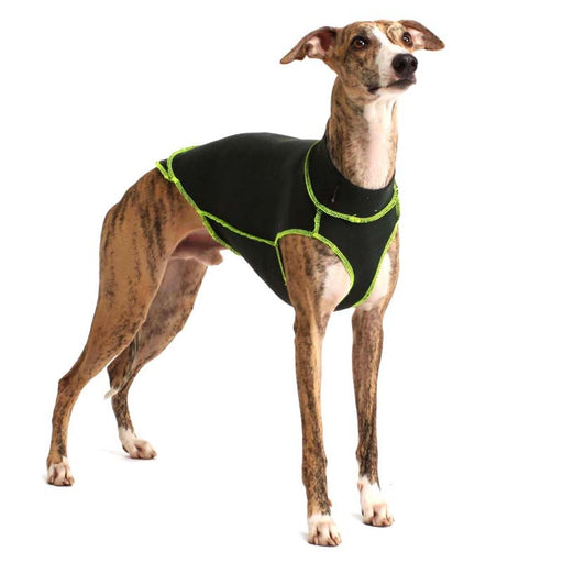 Whippet mit Baumwollunterwäsche, von Sofa Dog Wear