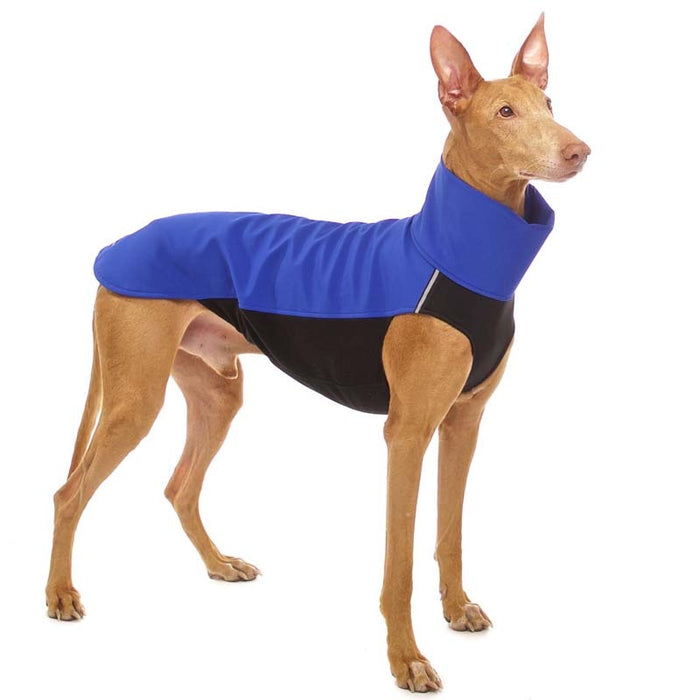 Windhund, mit blau-schwarzer Softshell Jacke, von Sofa Dog Wear