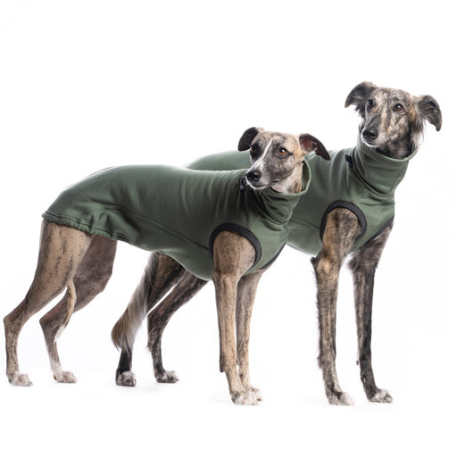 Saluki und Whippet im olivgrünem Jumper von DG Dog Gear