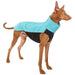 Windhund, mit türkis-schwarzer Softshell Jacke, von Sofa Dog Wear