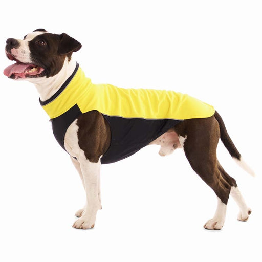 schwarz-weißer Pitbull, mit  schwarz-gelbem Pullover, von Sofa Dog Wear
